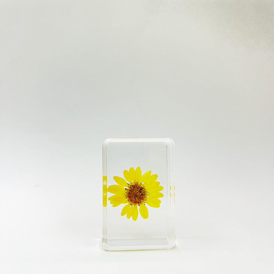 &Klevering-pave-cube-fleur-seche-yellow-daisy-S-Atelier-Kumo